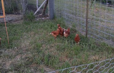 Hogans Automotive & Dies – Auto repair shop in Ririe ID