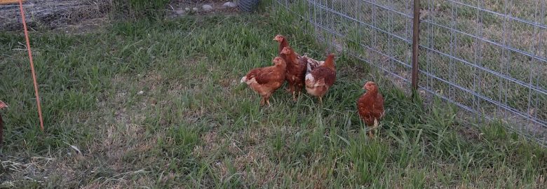 Hogans Automotive & Dies – Auto repair shop in Ririe ID