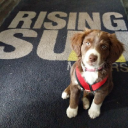 Rising Sun Motors – Auto repair shop in College Park MD