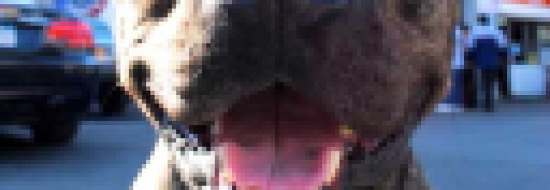 Salerno Service Station – Gas station in Brooklyn NY